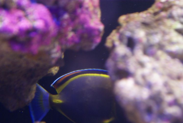 Help is this marine velvet or what is it The Reef Tank