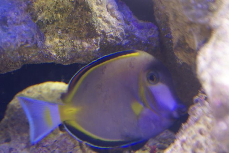 Help is this marine velvet or what is it The Reef Tank