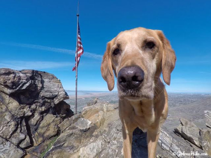 Dog Friendly Hikes Utah Stories