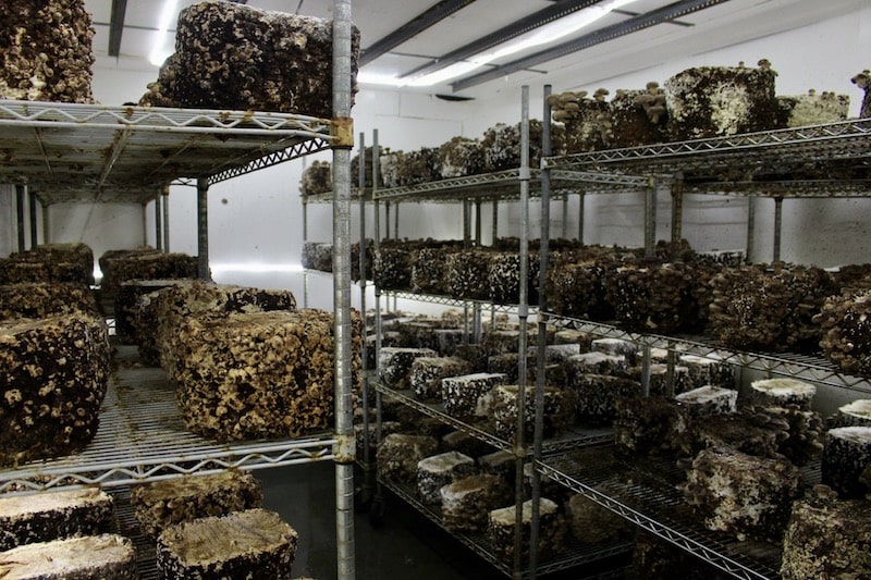 Shroom Boom Ogden Mushroom Farm Brings Colorful Fungi to Utah Utah