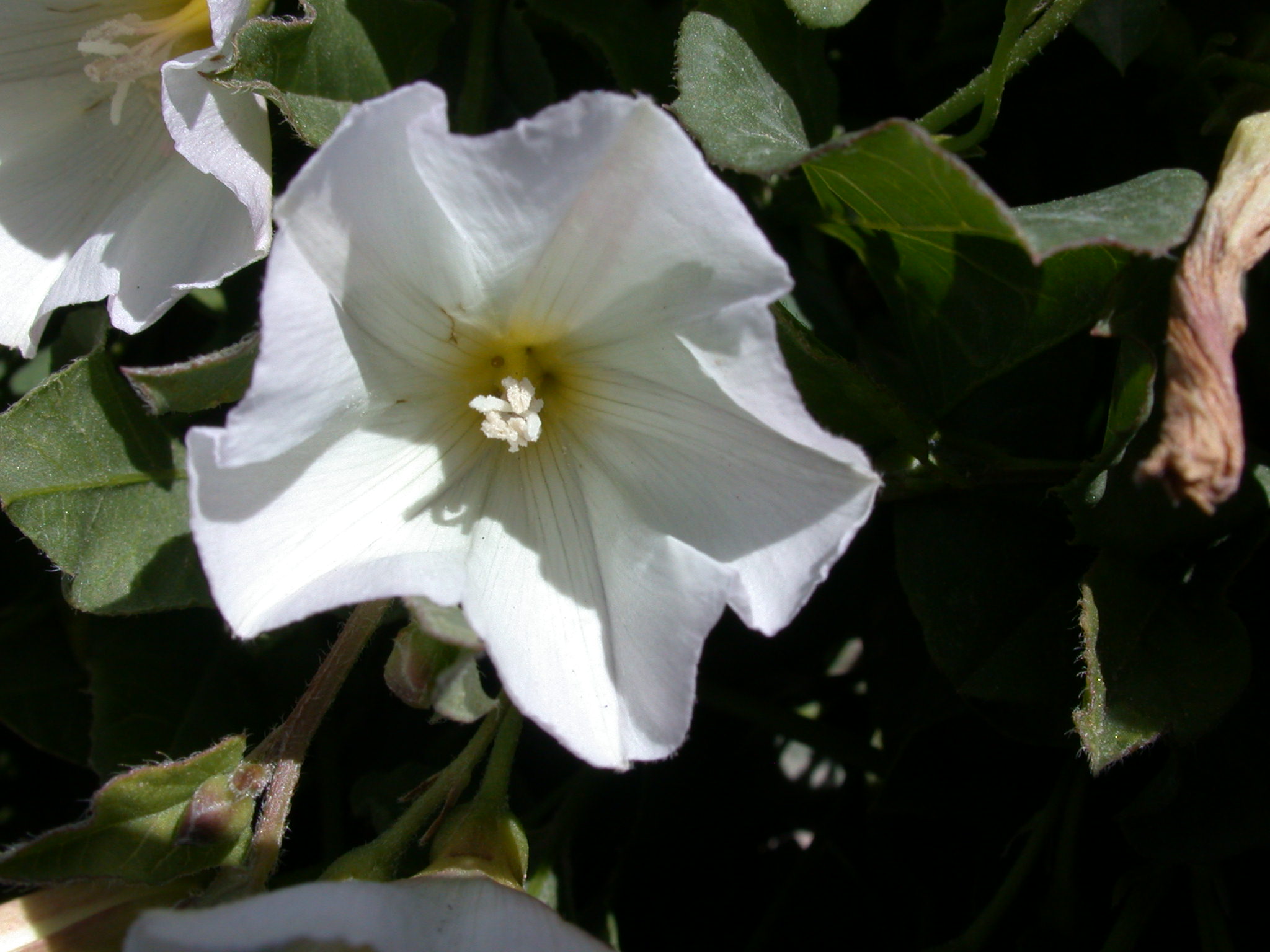 Field Bindweed UWSA
