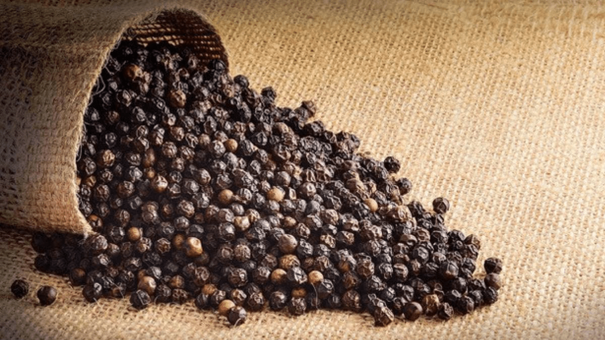 Black pepper may hold the secret for Corona combating drug Utkarsh