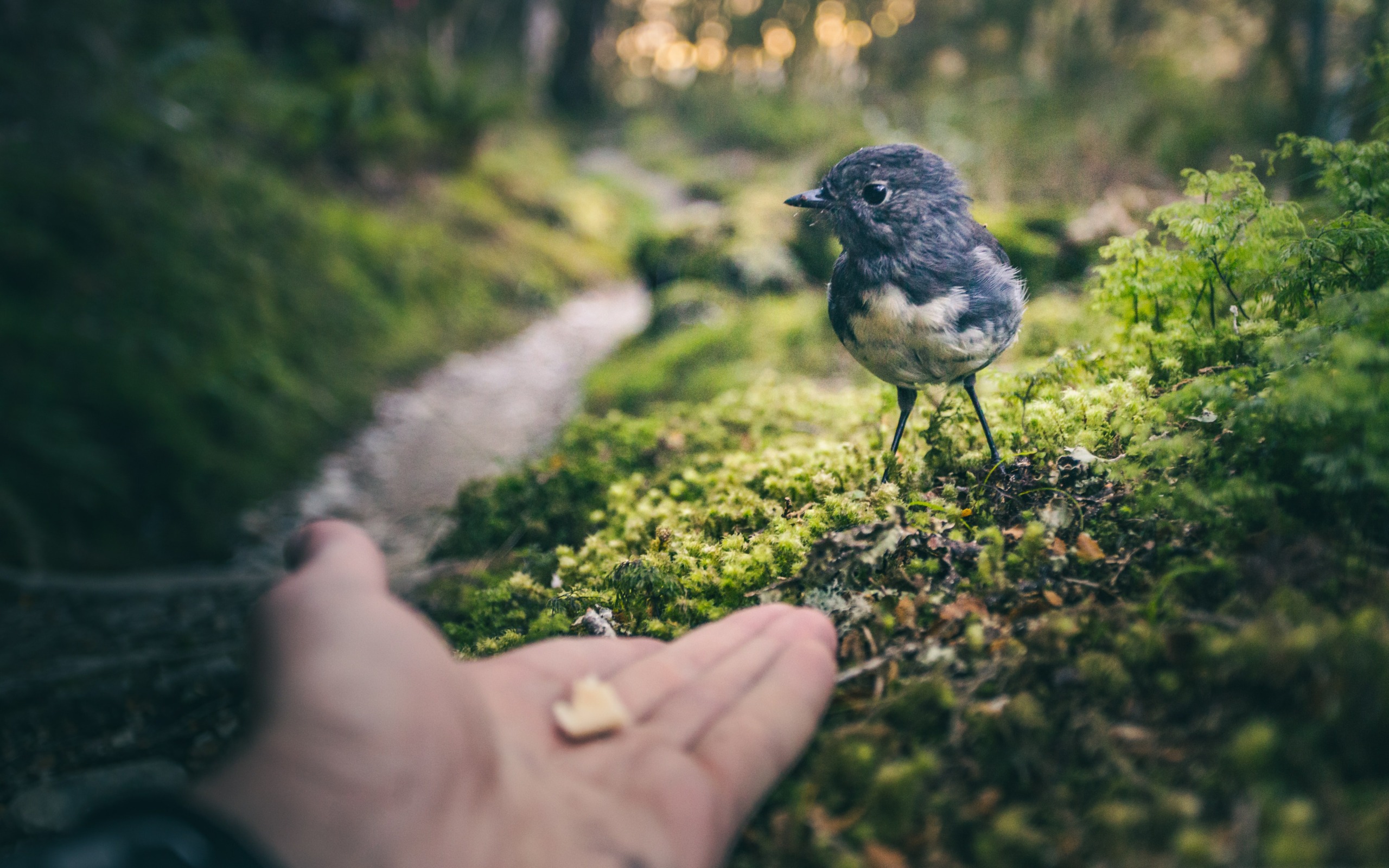 Is Bread Bad for Birds? Why You Shouldn’t Feed Ducks & Other Birds Utopia