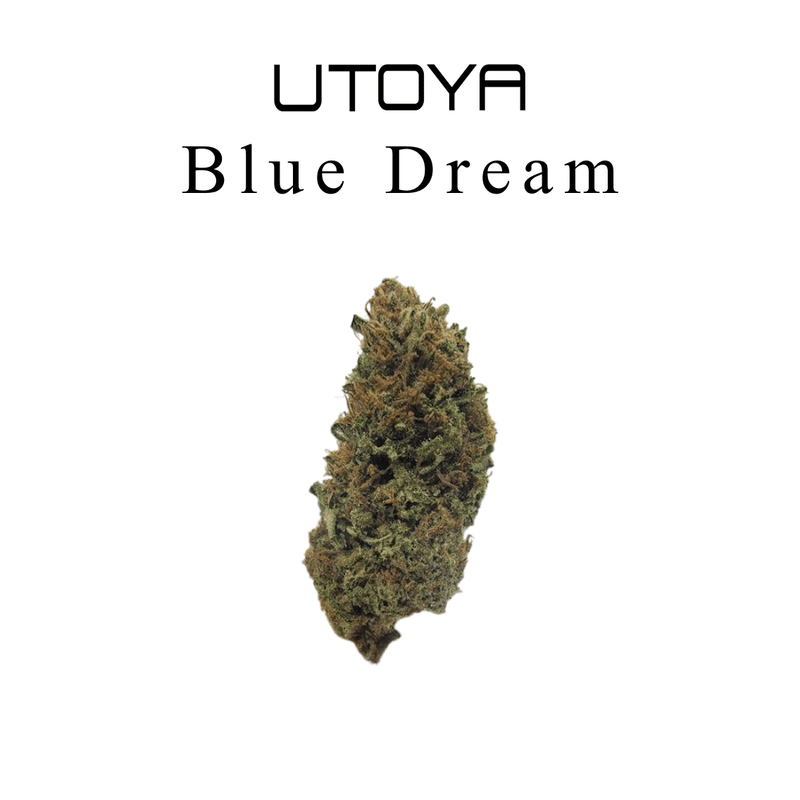Blue Dream THCA Flower Type 1 Utoya's Premium Hybrid