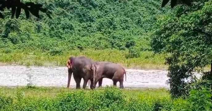 Elephant Assault | কাঠামবাড়িতে ফের হাতির হামলা, মৃত ২