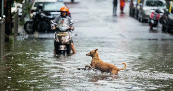 Mumbai | ভারী বৃষ্টিতে বিপর্যস্ত মহানগরী, জলমগ্ন একাধিক এলাকা, জারি হলুদ সতর্কতা