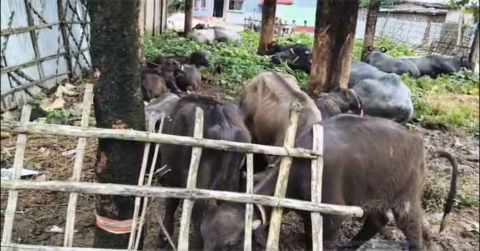 Kishanganj Cattle smuggling | অসমে পাচারের পথে উদ্ধার ১২টি মোষ সহ ট্রাক, গ্রেপ্তার ৪