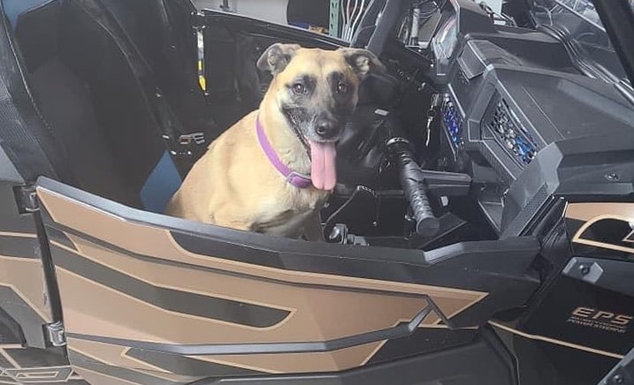 BEST DOG SEAT FOR YOUR UTV UTV Action Magazine