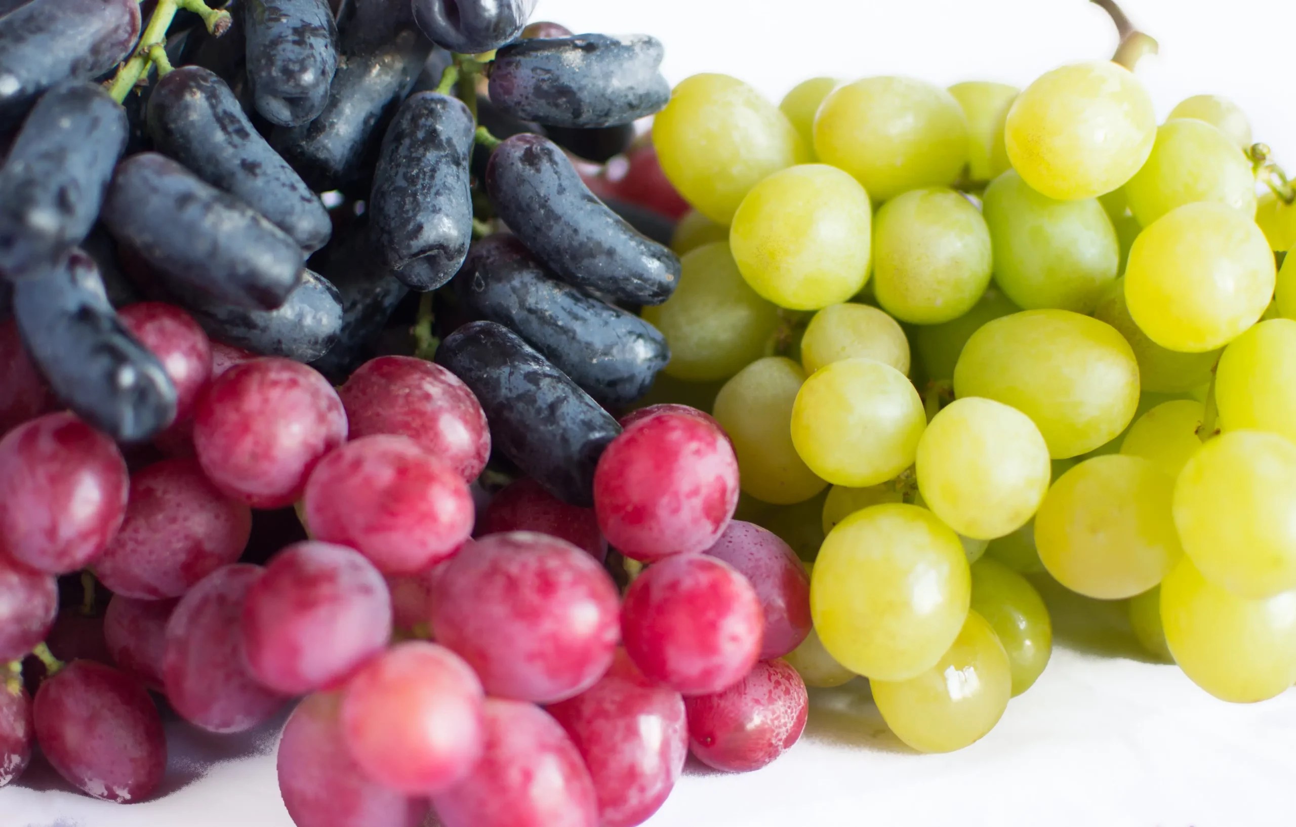 Variedades Timpson, Cotton Candy y Jack's Salute Uvasdoce