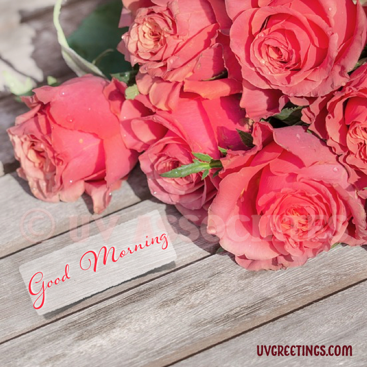 Beautiful Roses for a Beautiful Morning UVGreetings