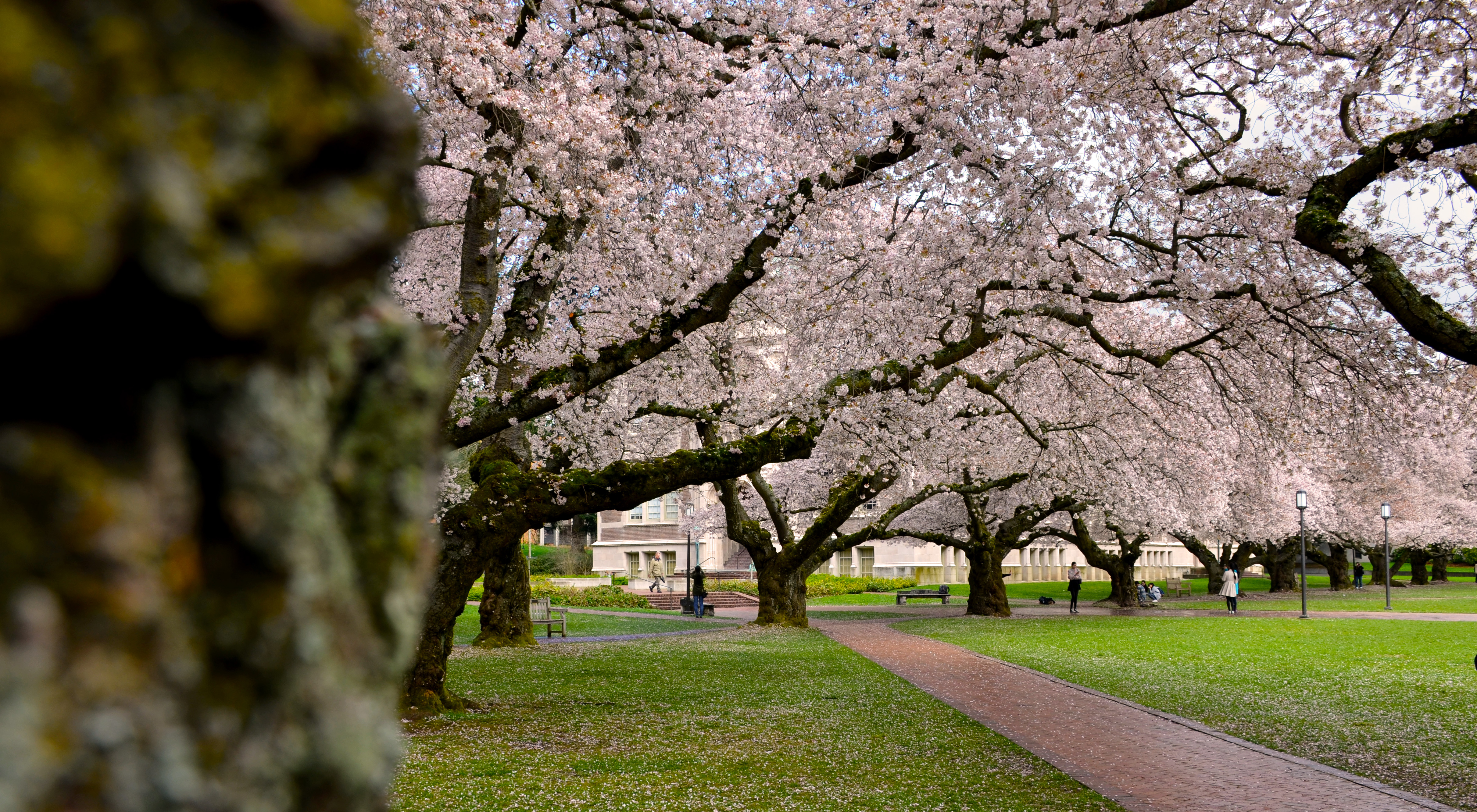The Art and Science of the UW Cherry Blossoms UW College of Arts & Sciences Beyond the Quad