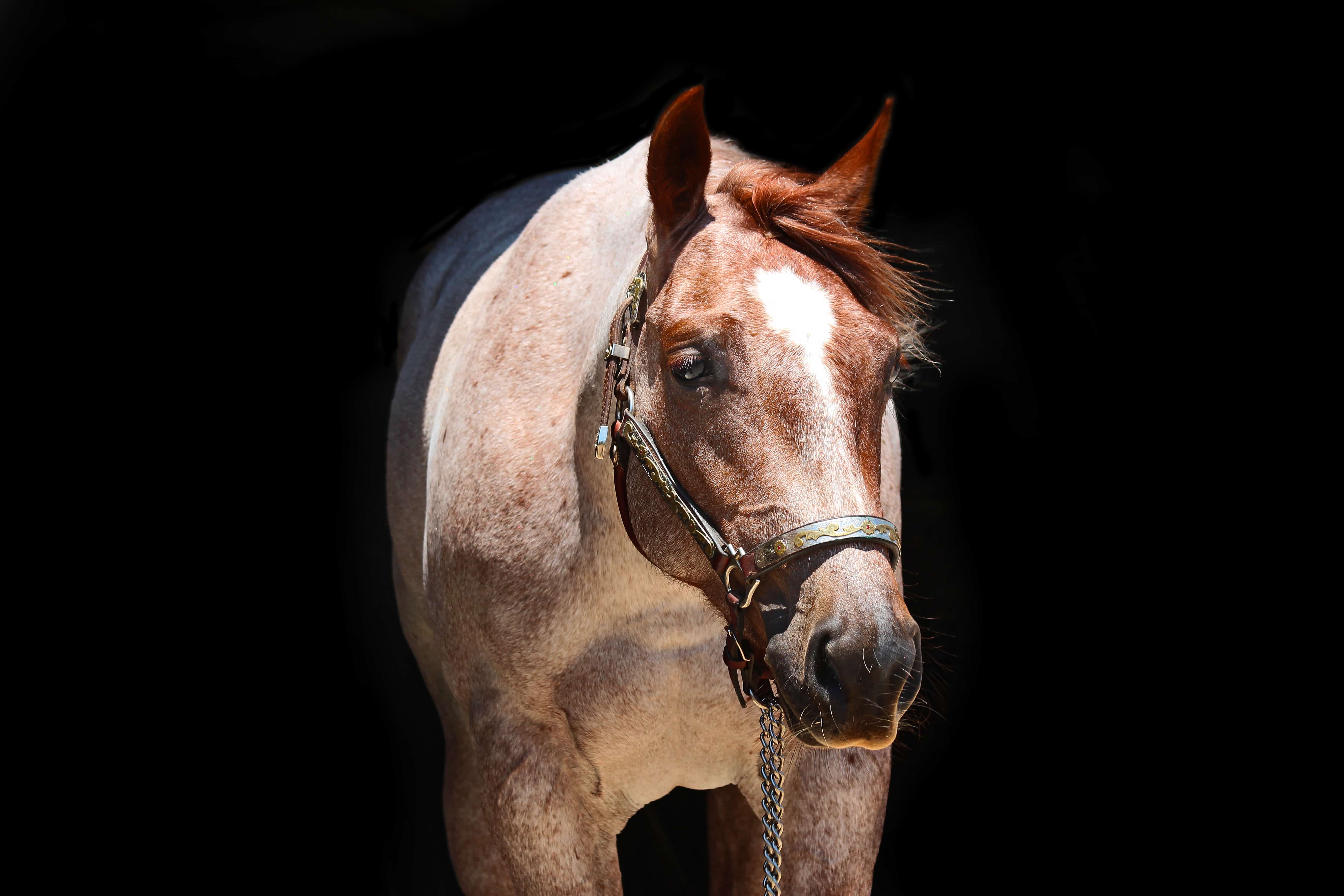 Metallic N Guns SOLD Roeschmann Cutting Horses