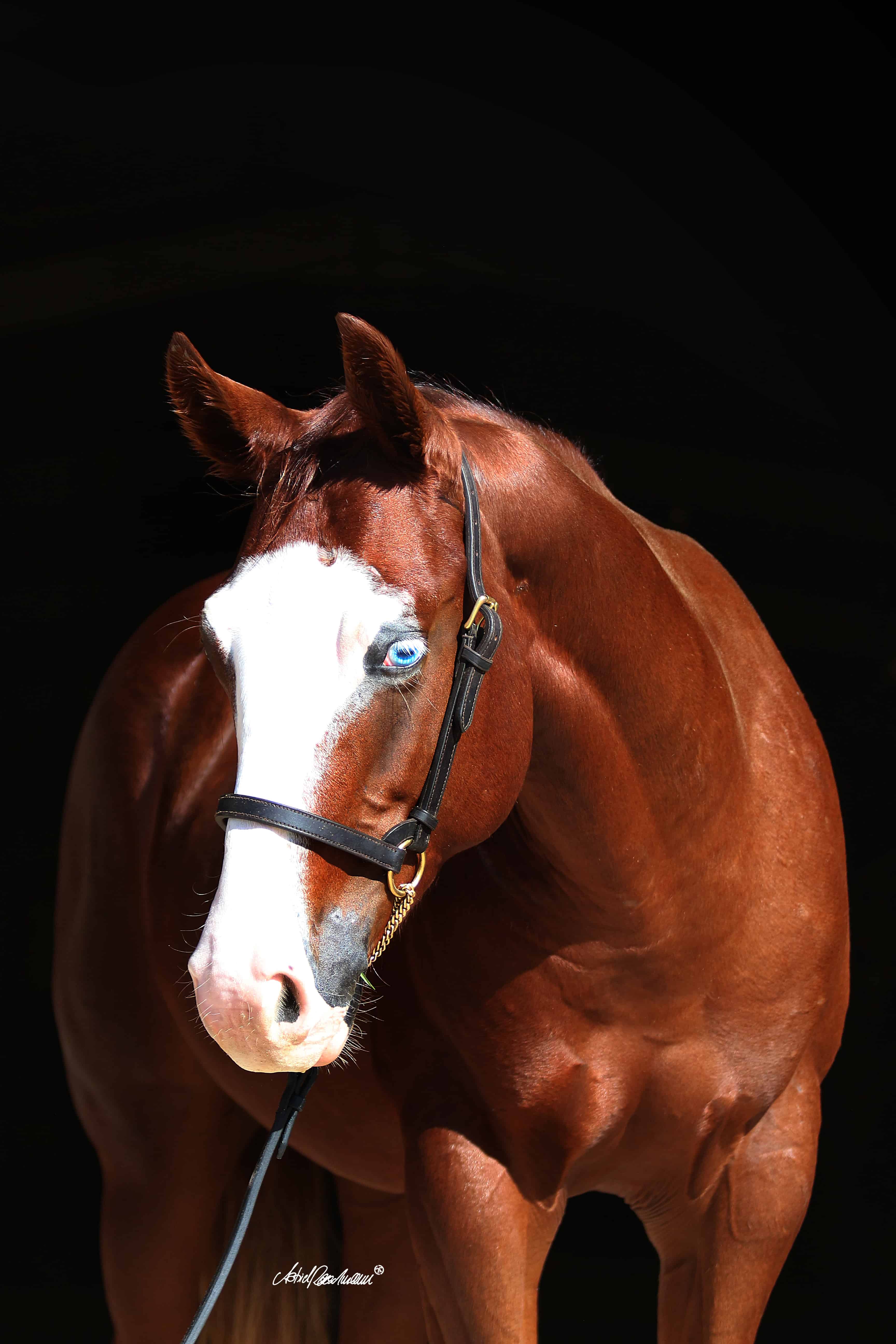 Sale Horses Roeschmann Cutting Horses