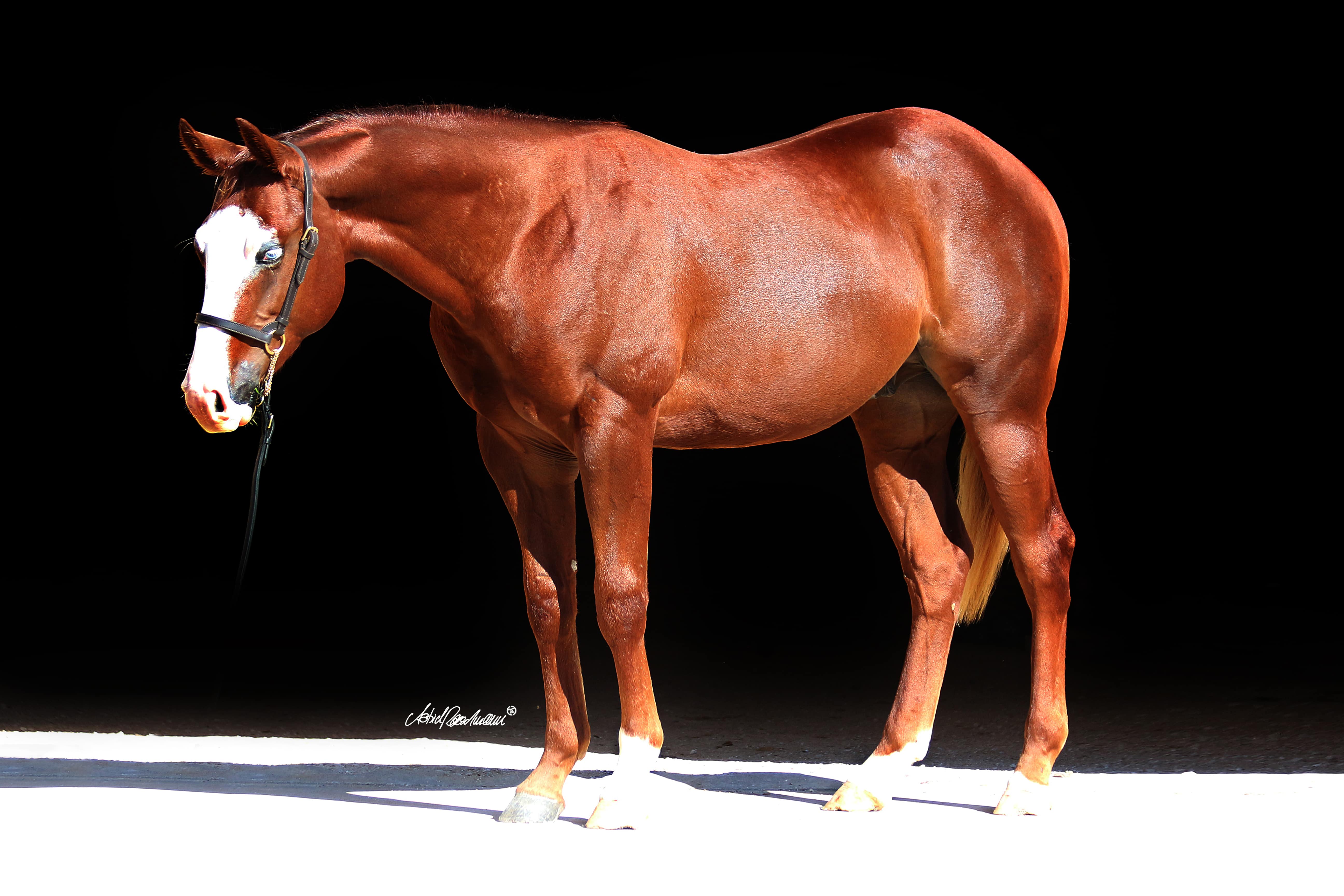 Sale Horses Roeschmann Cutting Horses