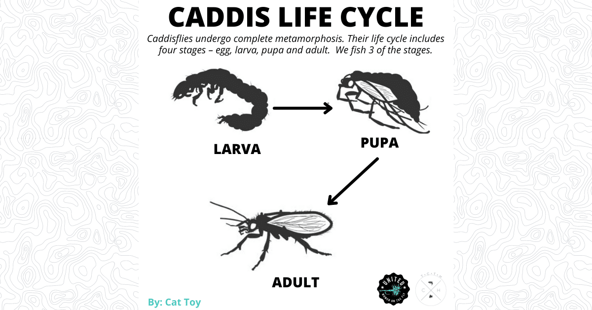 Caddisfly Life Cycle
