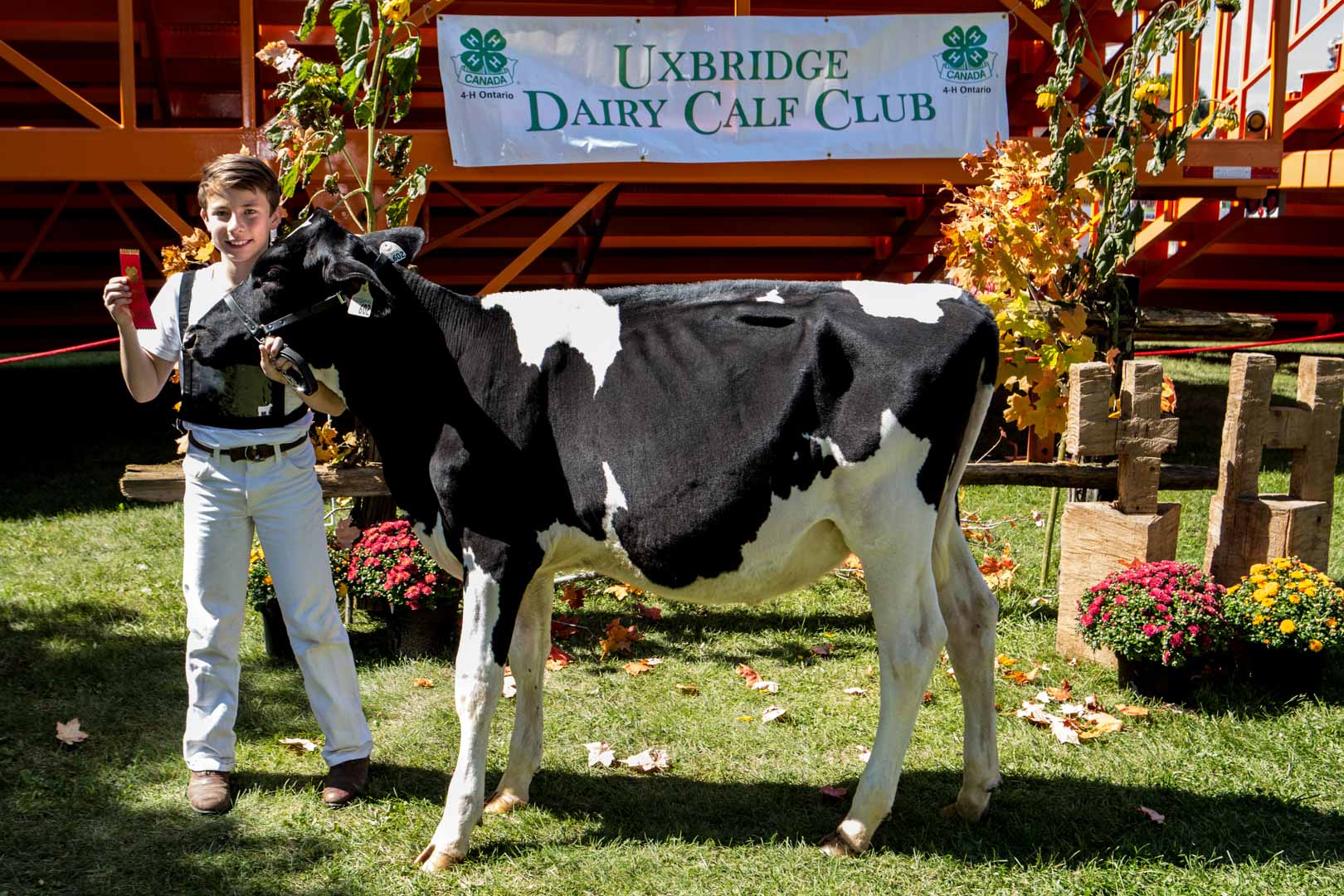 Dairy Cattle Show Uxbridge Fair