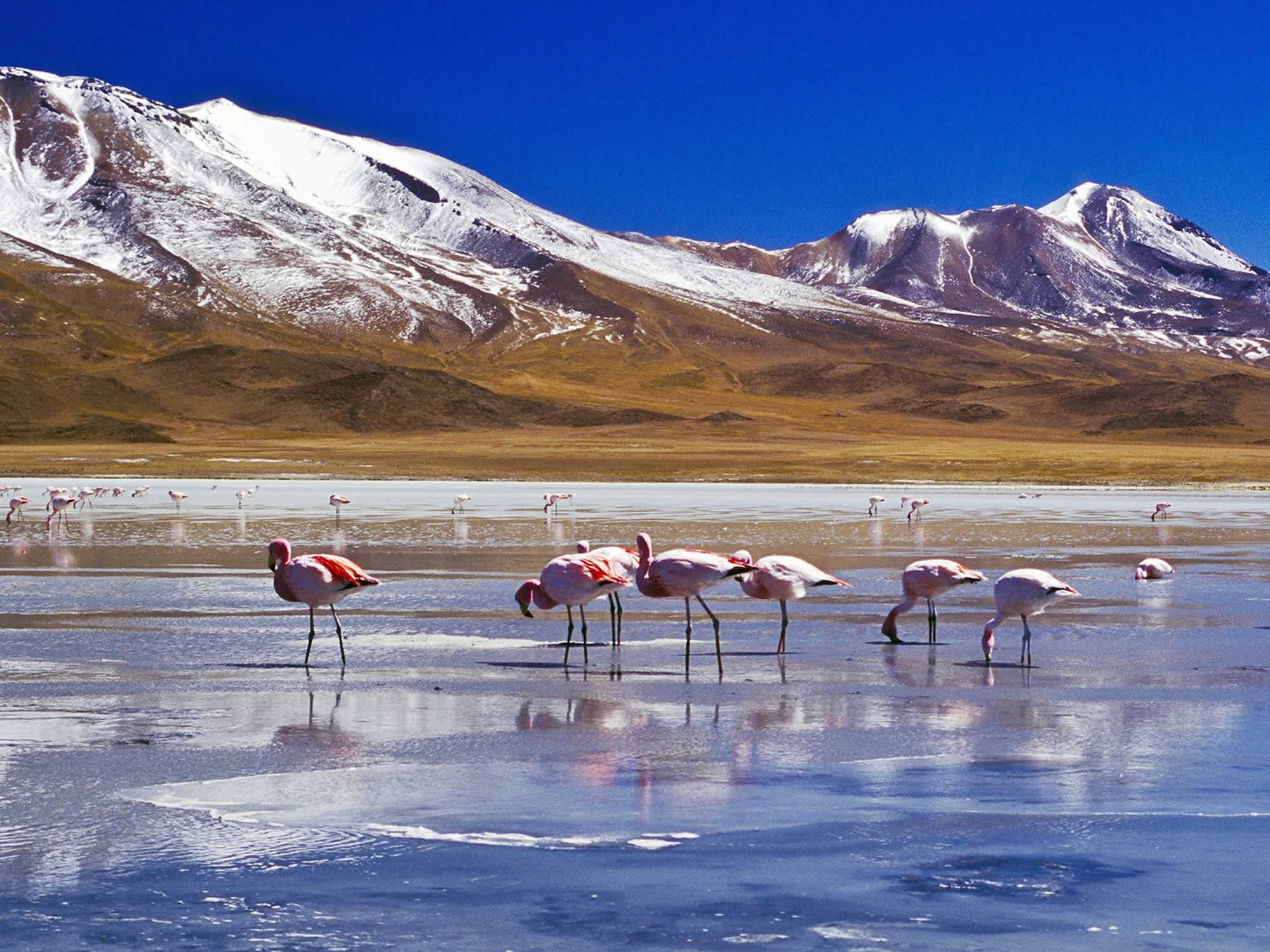 Salar de Uyuni and Colored Lagoons Private Tour