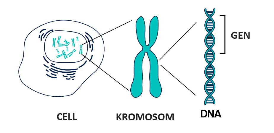 DNA, celler, gener, genom och CRISPR-Cas9 - Vetenskap & Allmänhet
