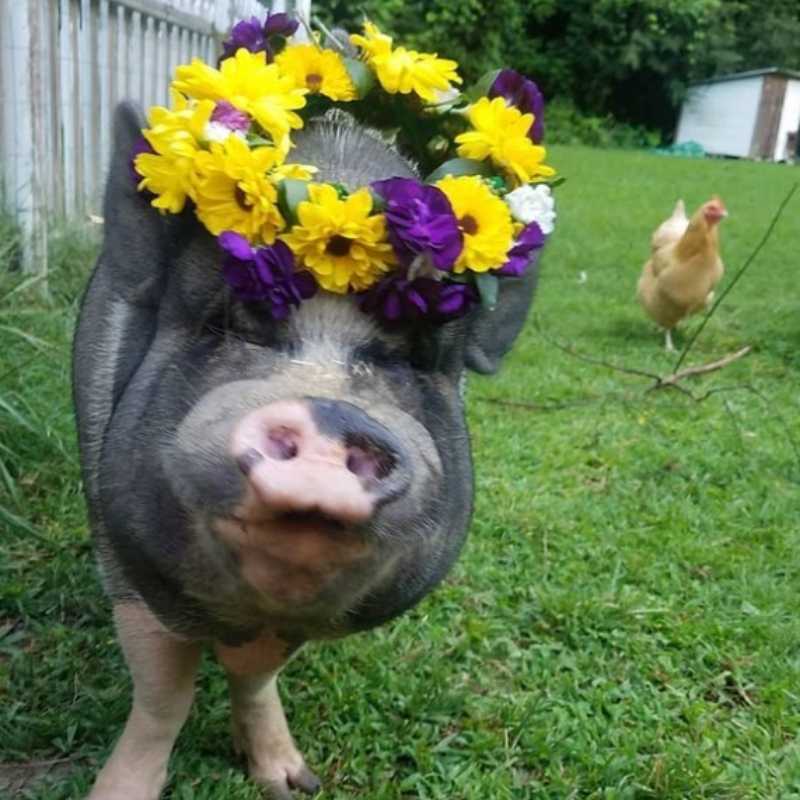 Sanctuary Spotlight Sweet Bear Rescue Farm vdog