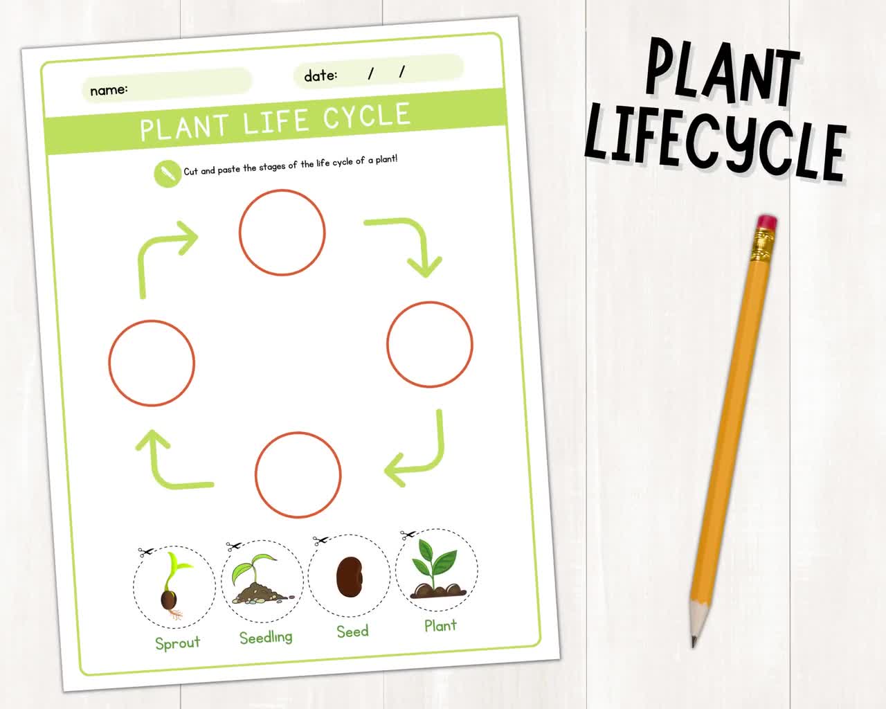 Life Cycle Of A Plant For Kids With Stages
