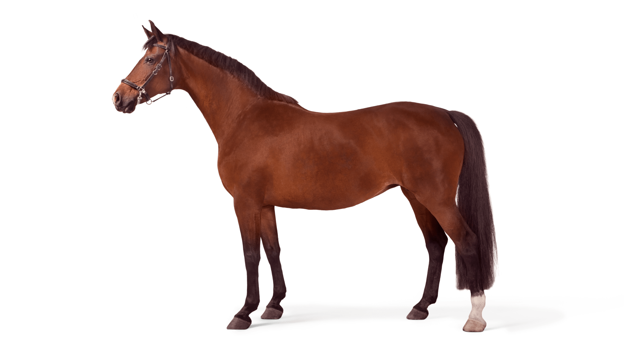 Hesteforsikring Forsikring for hesten din If Forsikring