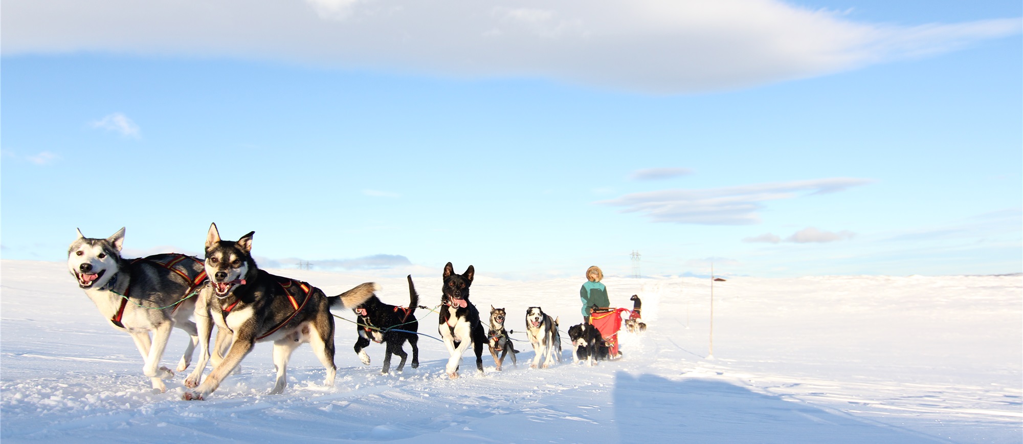 Dog sledding in Norway Book a trip Fjord Tours