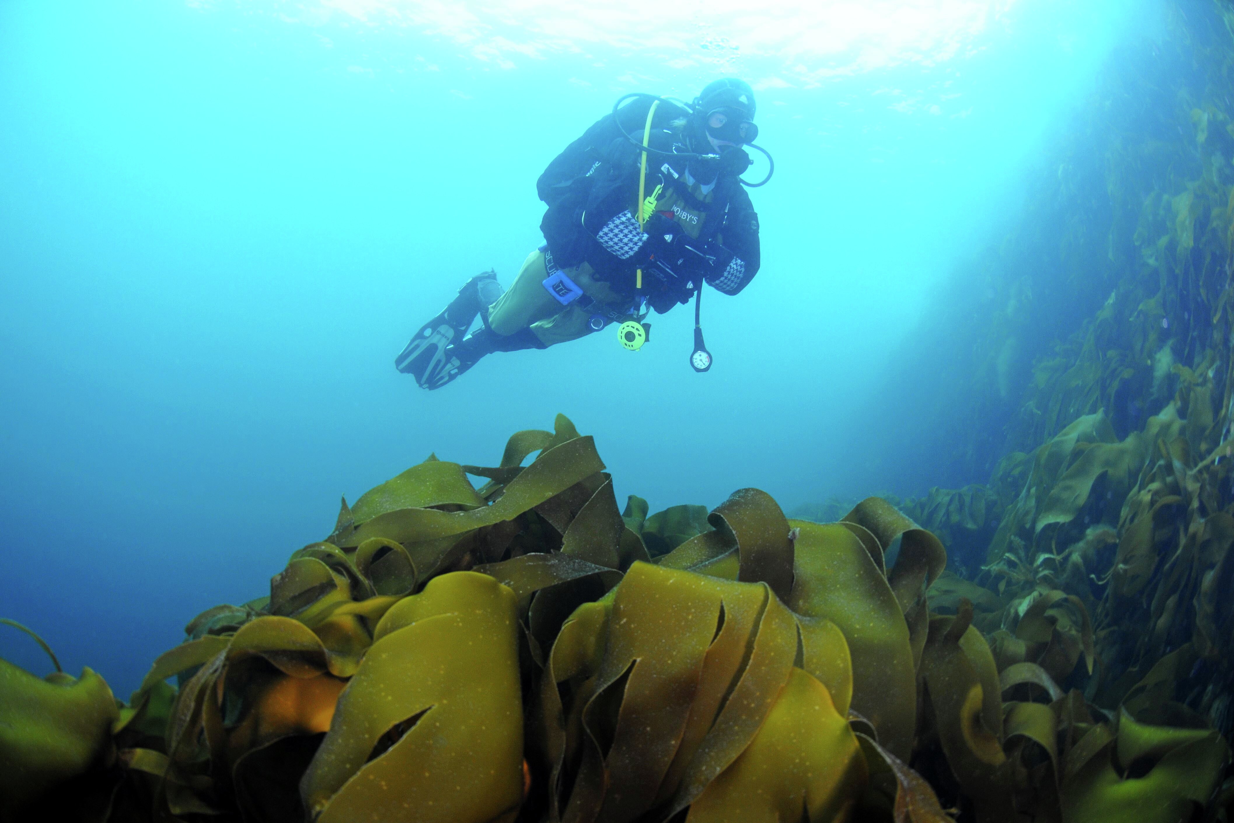Arctic Diving from Ballstad Visit Lofoten