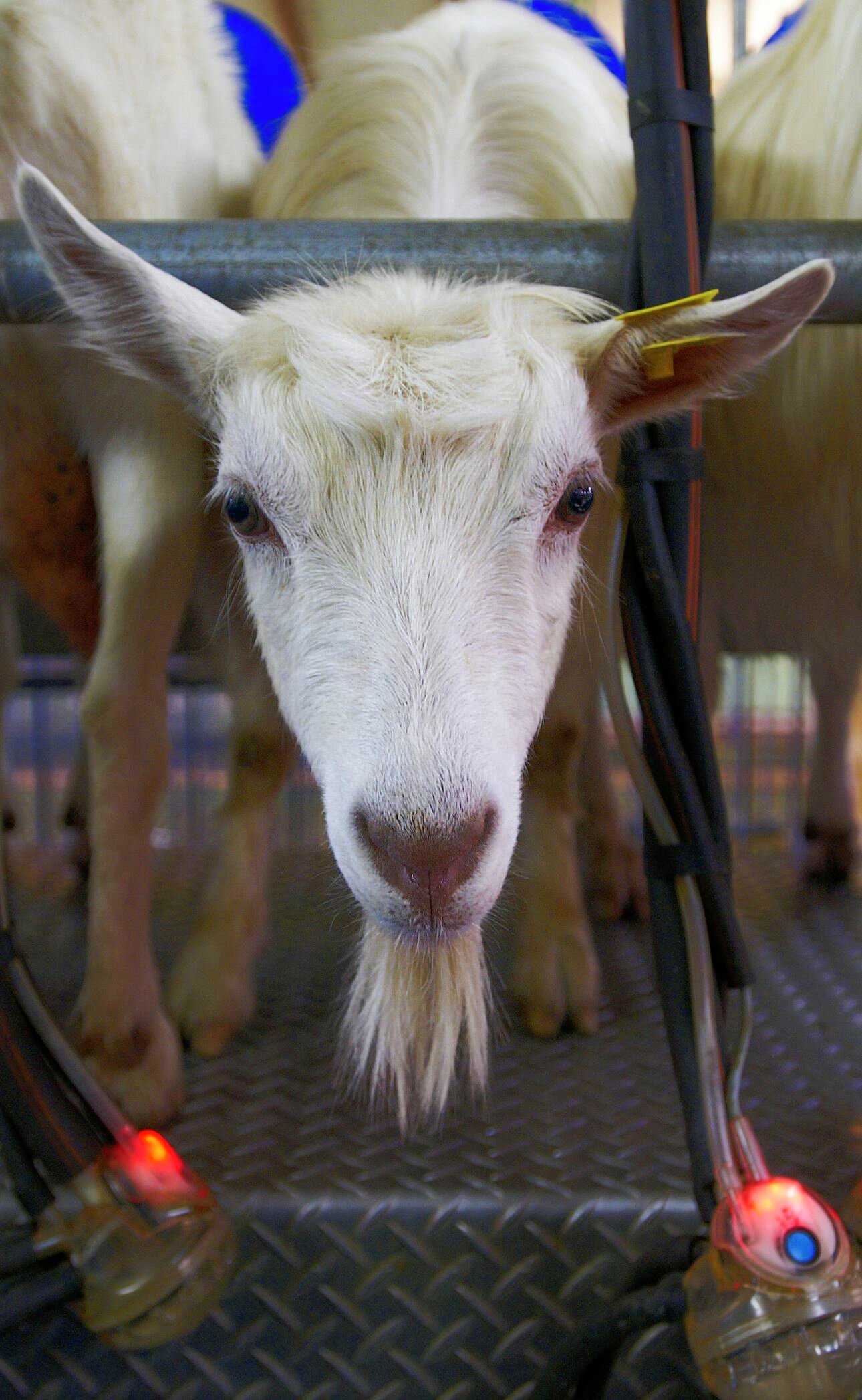 Make your organic cheese on a goat farm at Lofoten Gårdsysteri Visit