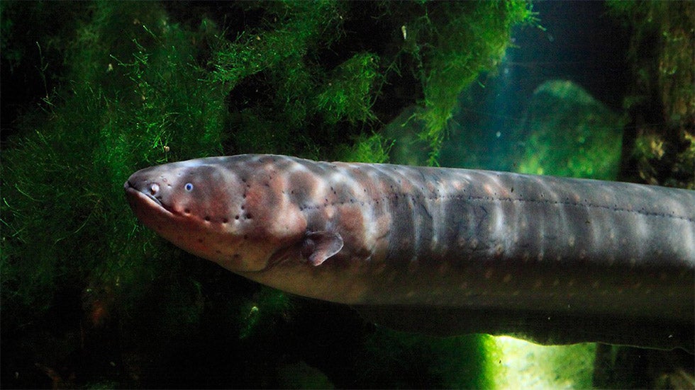 Britain’s Rivers So Polluted, Endangered Eels are Getting High The