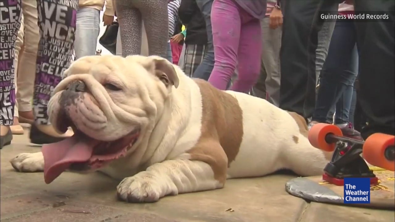 Otto the Bulldog Sets Skateboarding World Record The Weather Channel