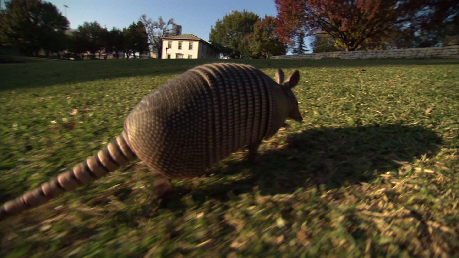 Warmer Temps Push Armadillo Habitat Farther Into Tennessee The