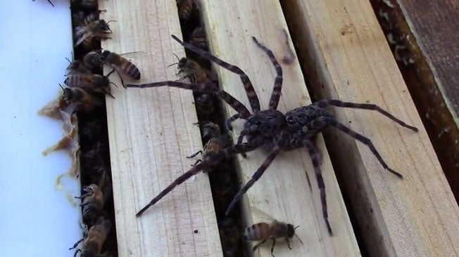Spider Loses the Battle of the Bees Videos from The Weather Channel