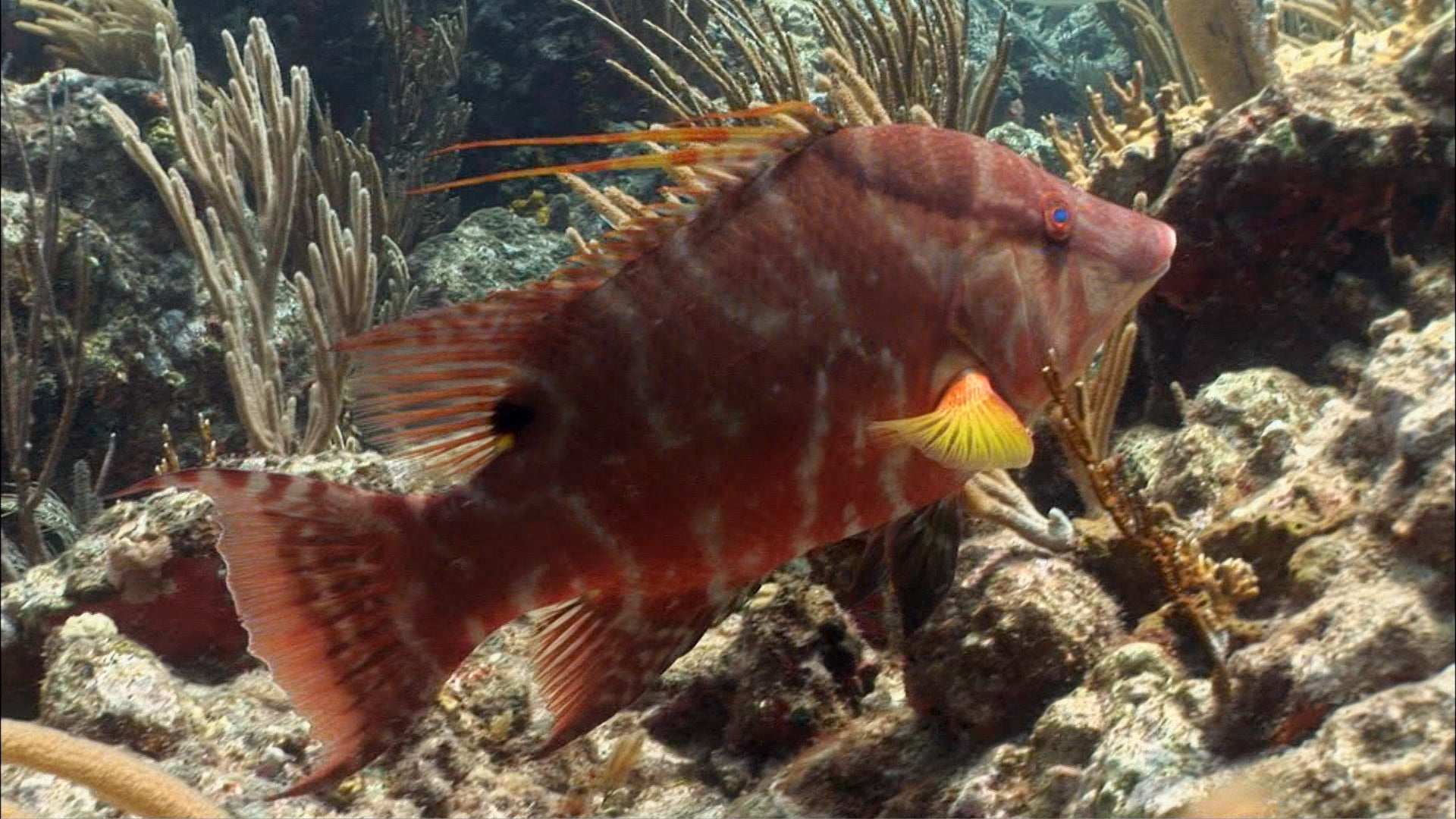 ColorChanging Fish Can ‘See’ With Skin The Weather Channel