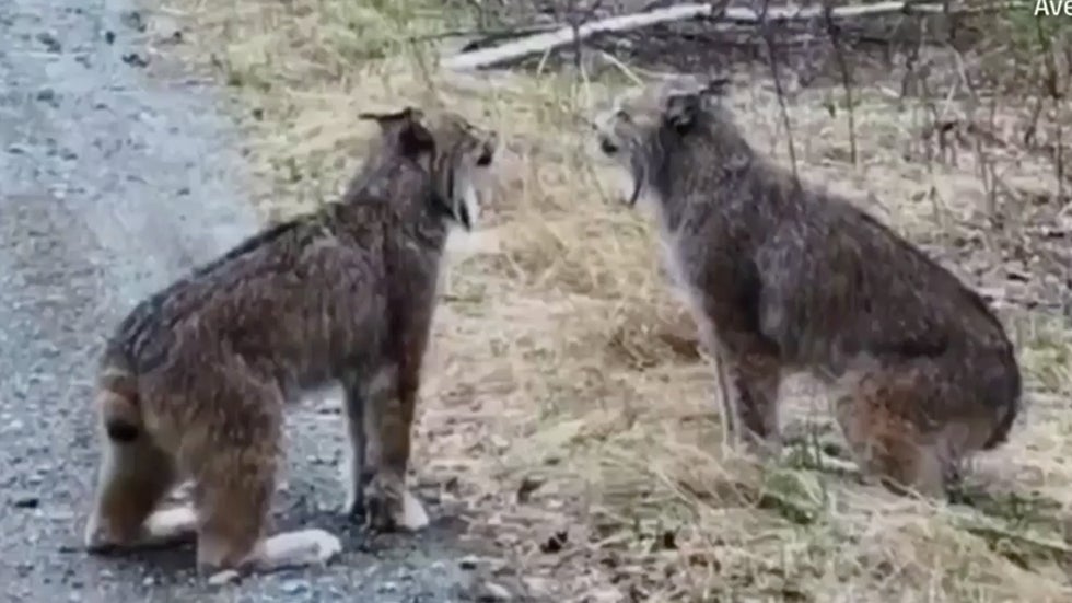 Rare Lynx Screaming Match Caught on Tape The Weather Channel