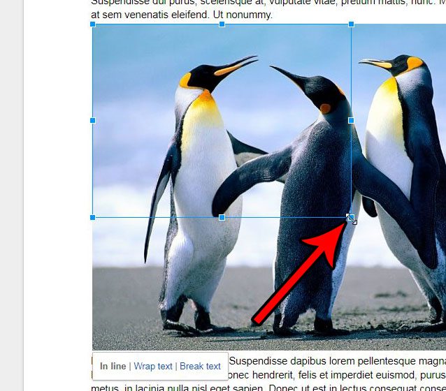 How to Put a Picture on Google Docs (5 Easy Steps) Solve Your Tech