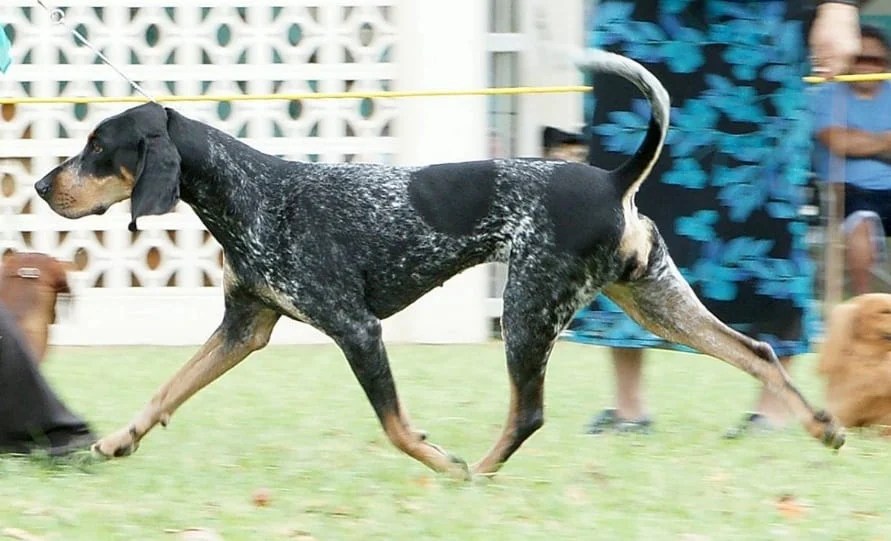 Are Bluetick Coonhounds Smart