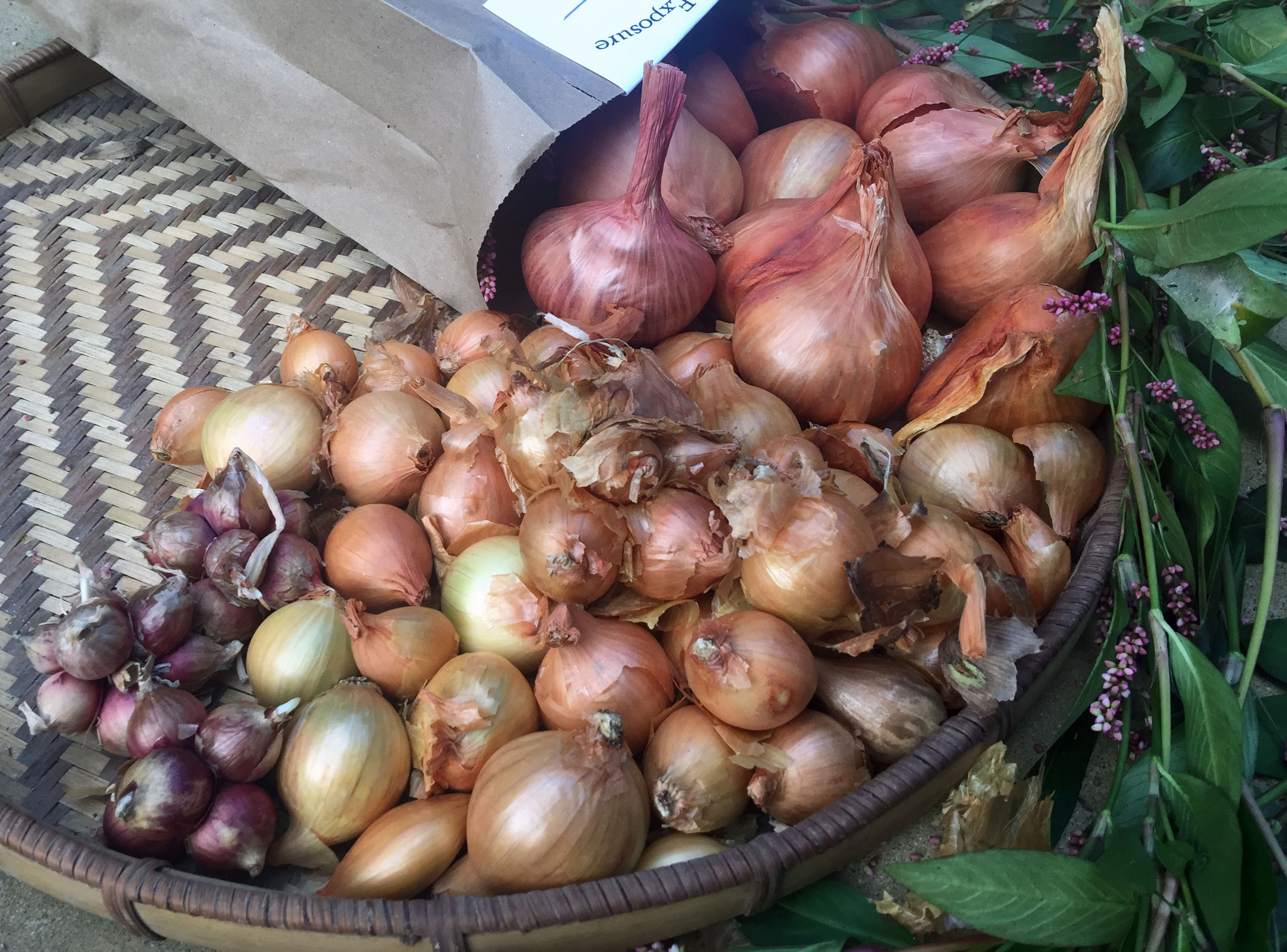 Onions Organic Production in Virginia Virginia Association for