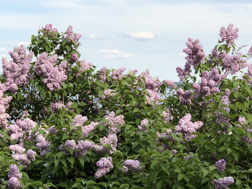 Tunnel Of Trees Michigan Fall 2023