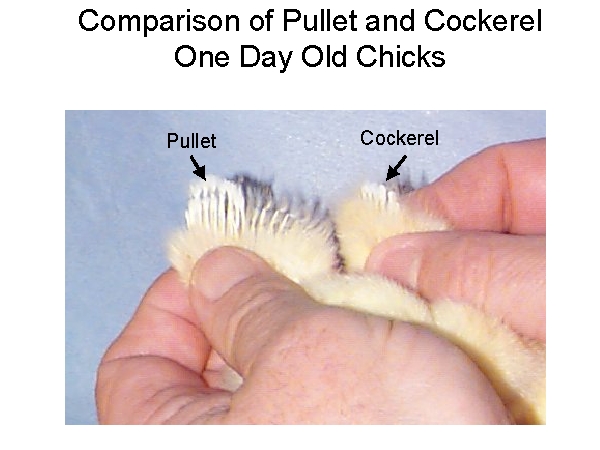 How to Determine the Sex of a Chicken | Living Center Oregon