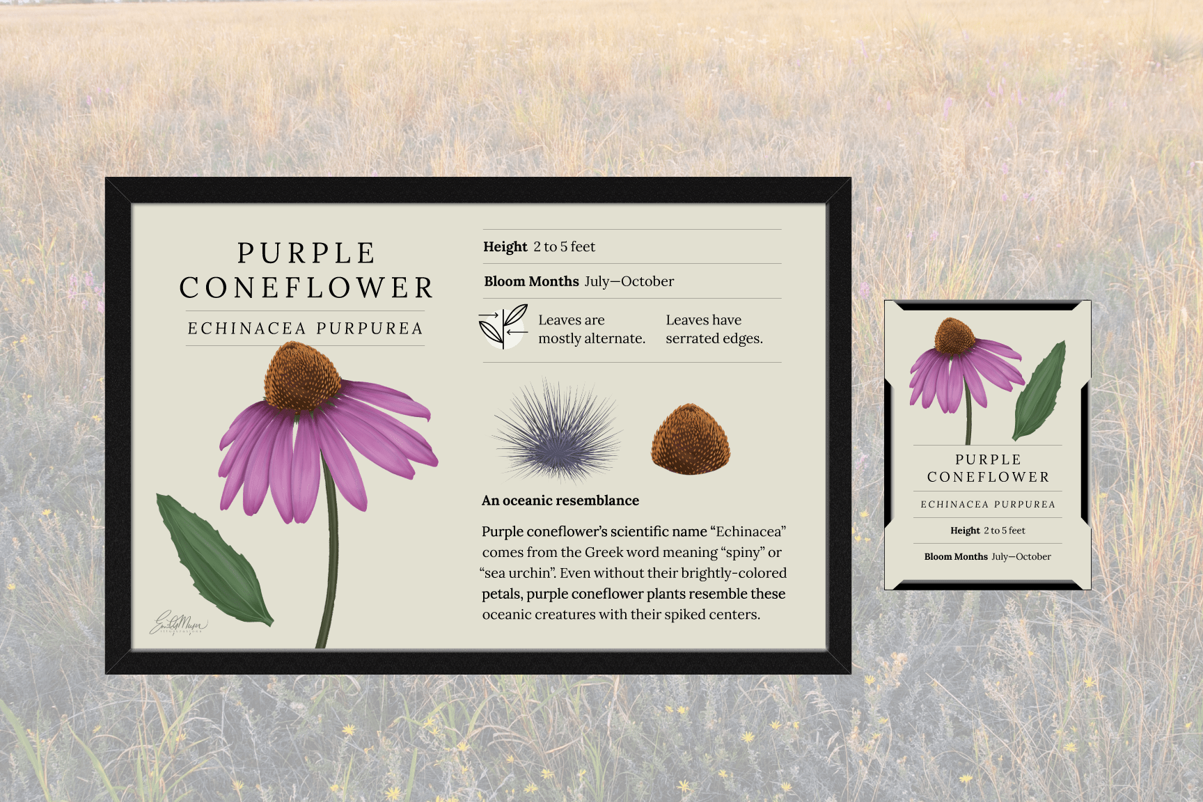 Wildflower Plant Signs Vacker Sign