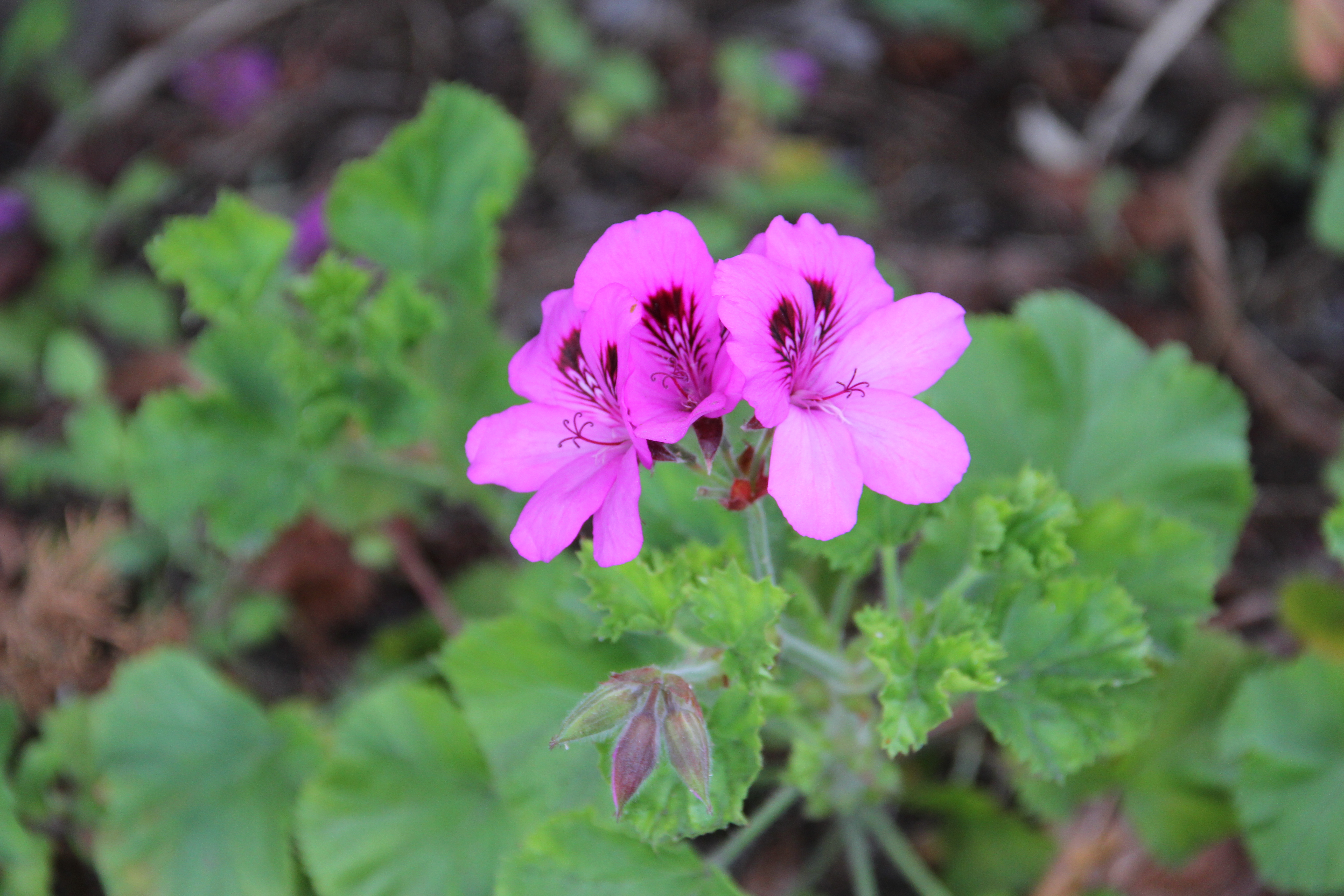 Wild flowers of Los Angeles