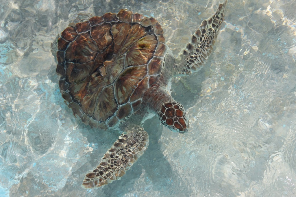 Ecotourism on Isla Mujeres Save the Turtles Vagabond3