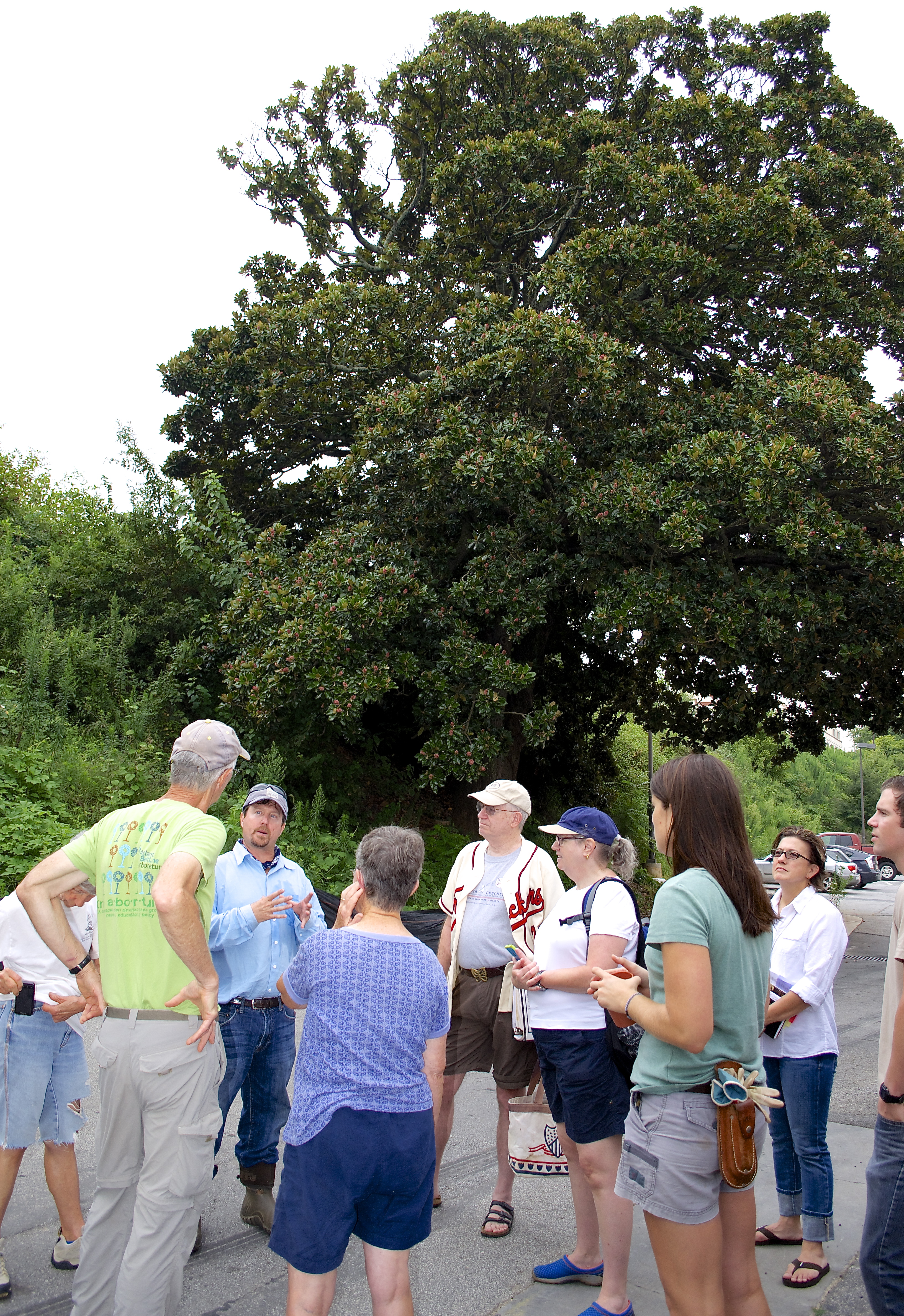 Propagating the Spiller Magnolias VirginiaHighland Civic Association