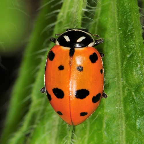 Convergent Lady Beetle Vermont Atlas of Life