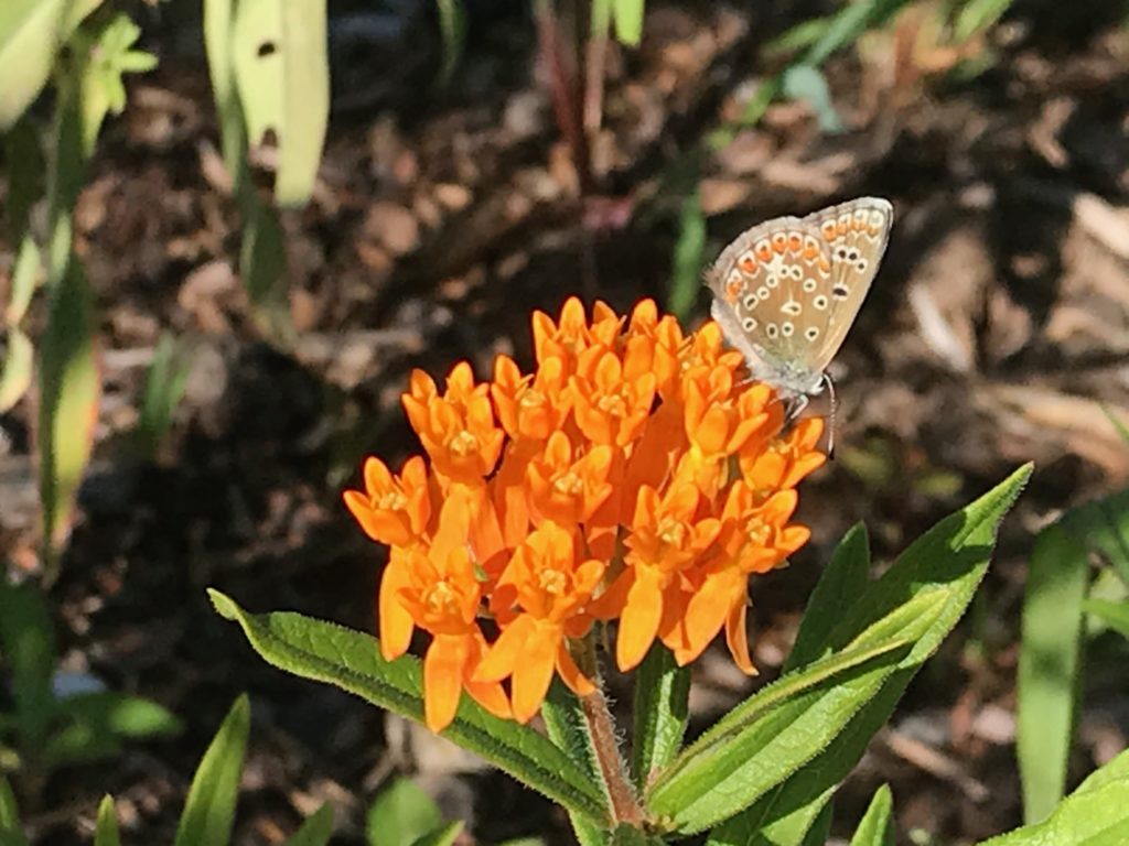 New Butterfly Species Found in Vermont Vermont Atlas of Life