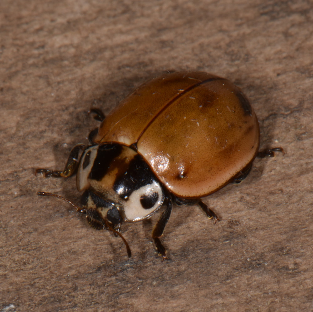 Brown Bugs That Look Like Ladybugs