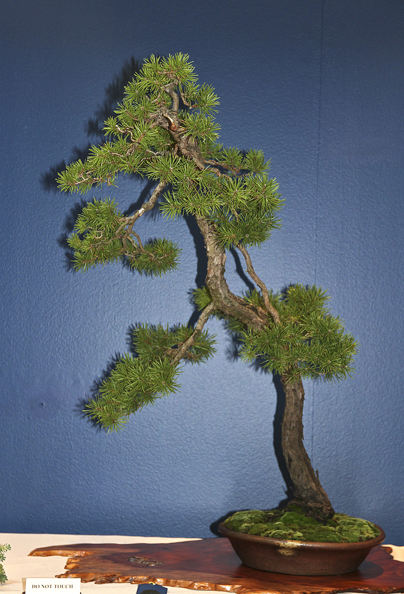 JACK PINE Valavanis Bonsai Blog