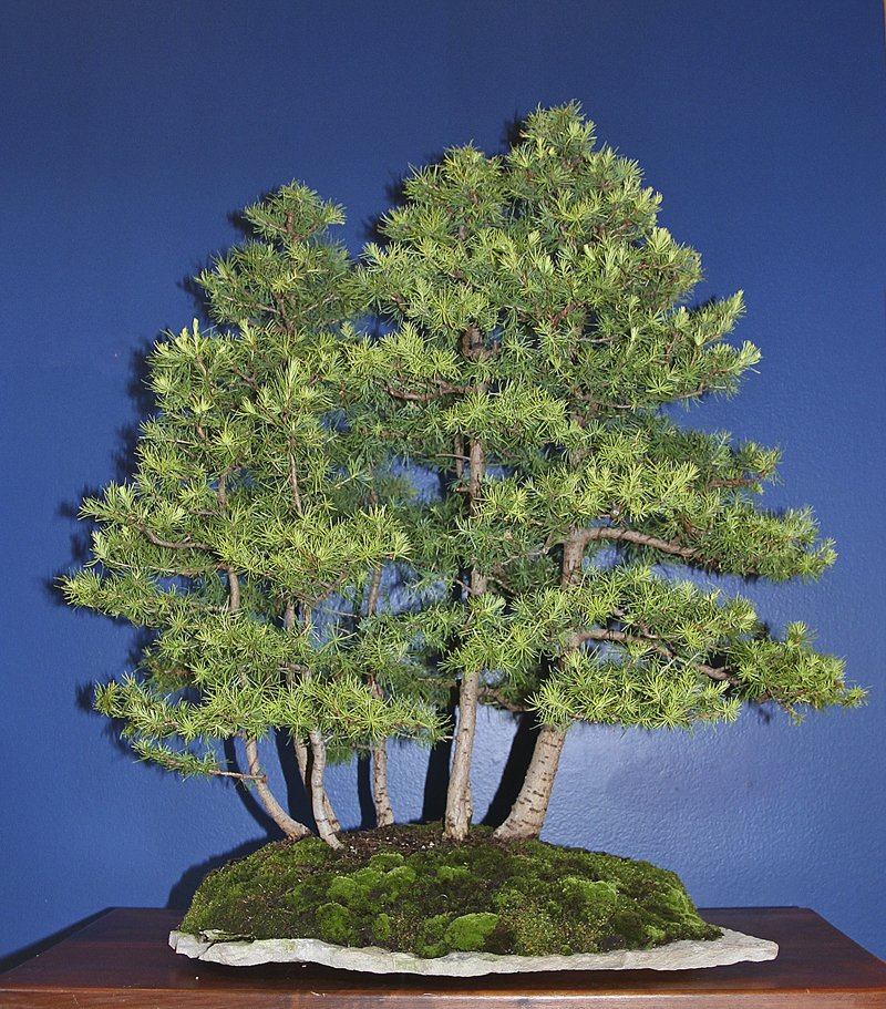 LARCH FOREST Valavanis Bonsai Blog