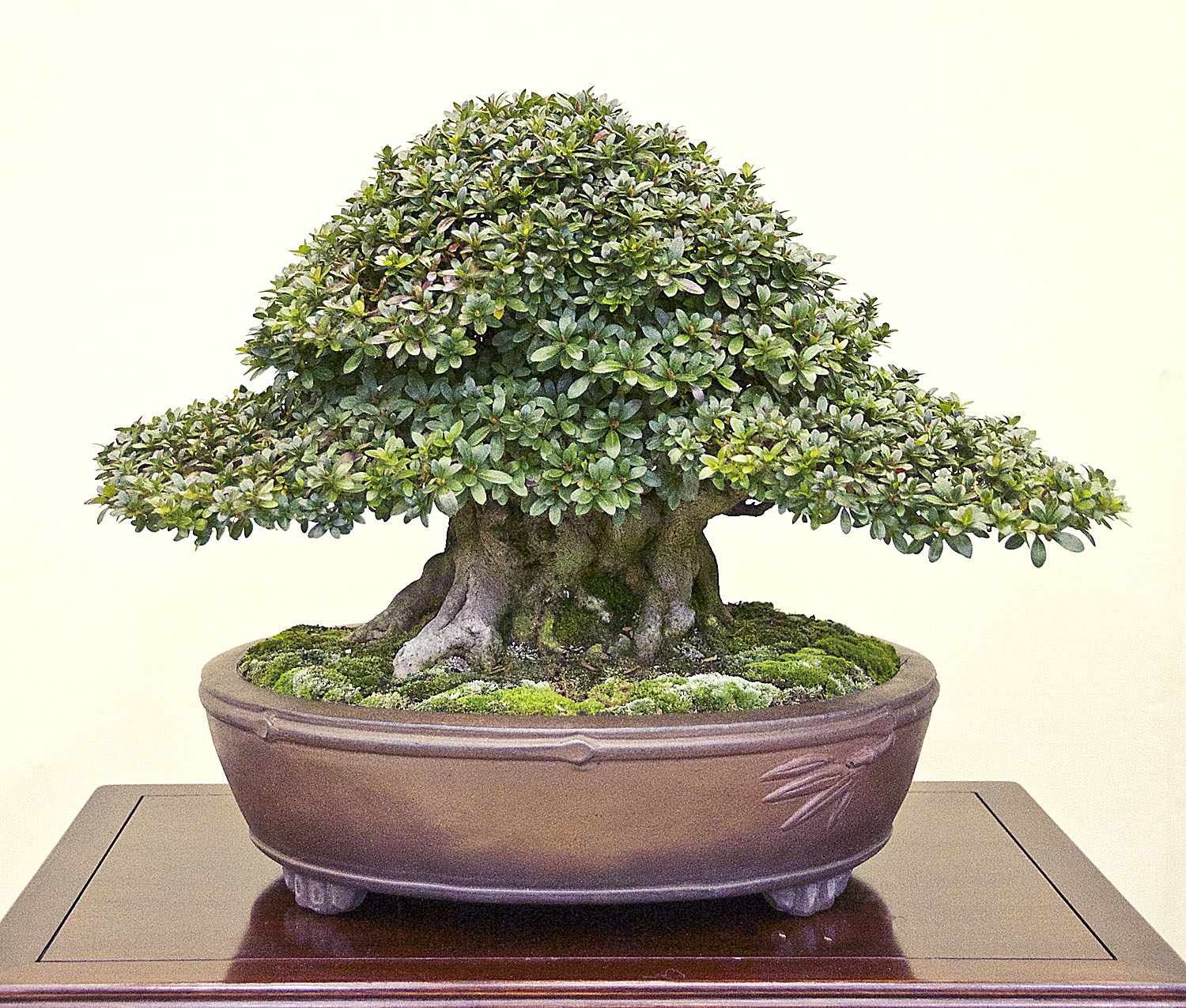 Japan International Bonsai Tour Exploration Autumn 2013, Part 5