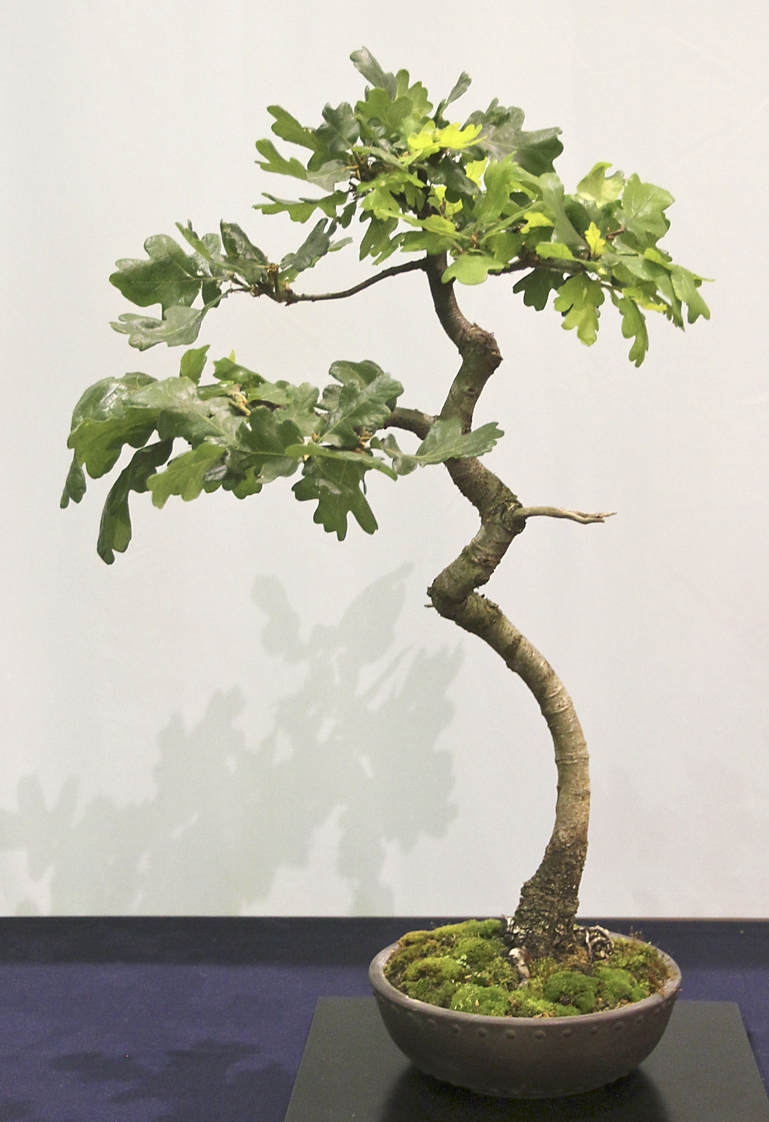 18 OAK Valavanis Bonsai Blog